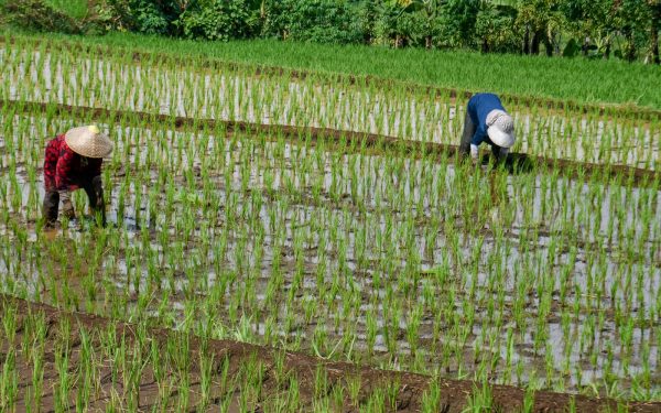 Criza combustibililor, efecte devastatoare: orezul din Asia, în pericol