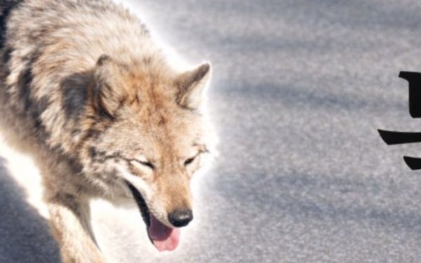 Lupul fugar din Coreea de Sud, star al meme-urilor: Președintele, îngrijorat