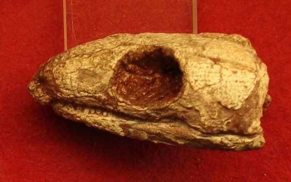 Reptila antică scoate la lumină secretul respirației umane: Ce dezvăluie fosila?