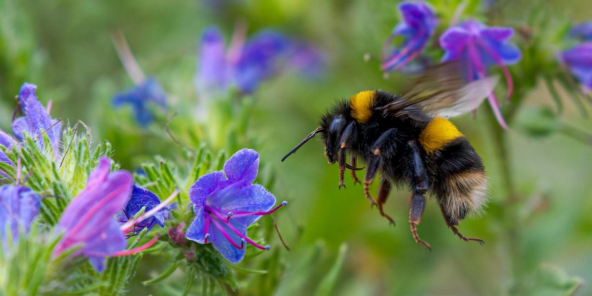 Reginele rezistente: Cum supraviețuiesc albinele iernii sub apă