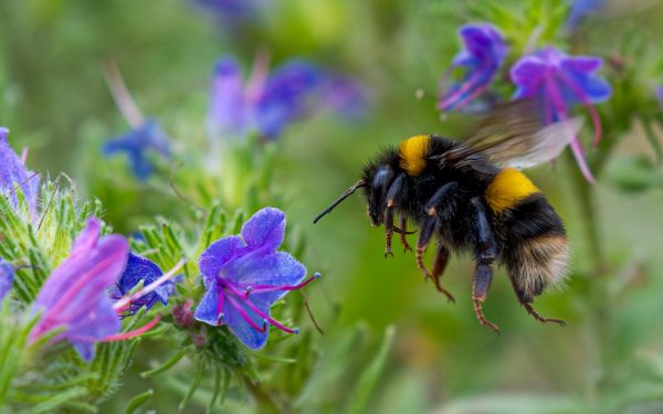 Reginele rezistente: Cum supraviețuiesc albinele iernii sub apă