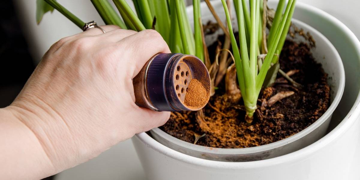 Scorțișoara, secretul grădinarilor: cum înmulțești plantele fără chimicale