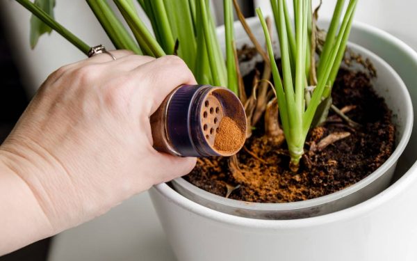 Scorțișoara, secretul grădinarilor: cum înmulțești plantele fără chimicale