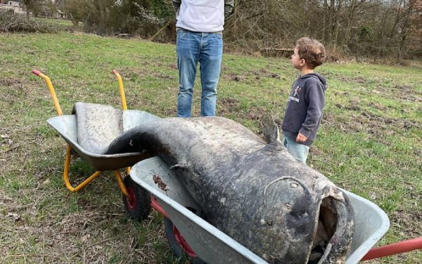 Somn Uriaș de 2,60 metri, „Monstrul” din Germania, doborât de pescari