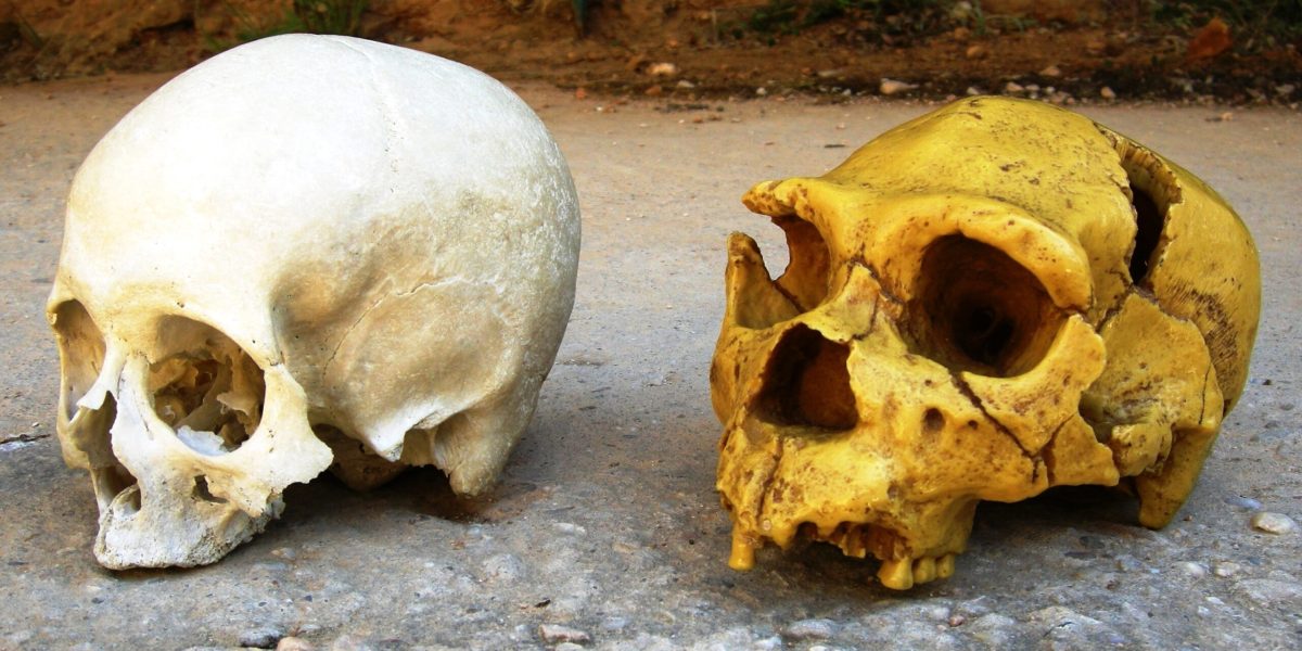 Cum ne influențează NEANDERTHALIENII și azi, în România și Europa