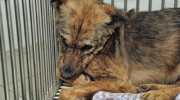 Țara model: Câinii fără stăpân, adoptați cu succes de localnici