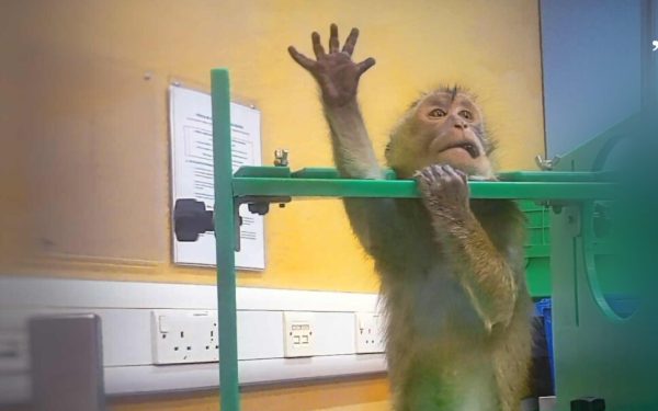 Imagini ȘOCANTE din laboratoare! Europa cere oprirea testelor pe animale