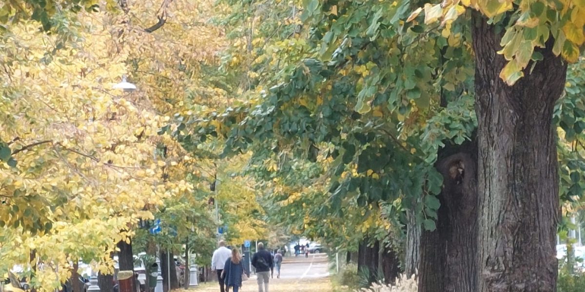 Petiție Declic: Parcul lui Trump, contestat. Se cere numele Maria Cuțarida-Crătunescu