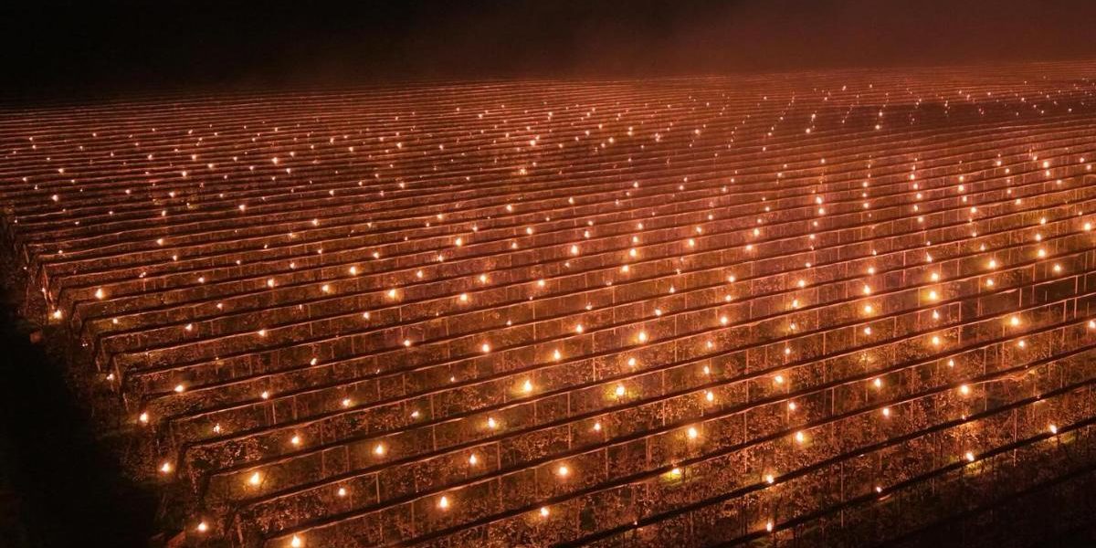 Foc de 40.000 de euro! O fermă din Cluj a salvat cireșii de la îngheț