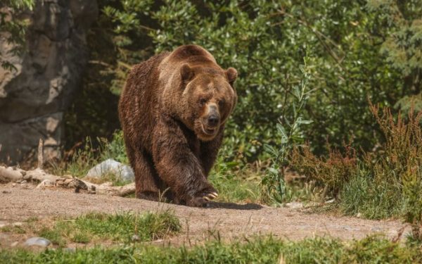 Motociclist, urmărit de urs în Bistrița-Năsăud. Jandarmii au intervenit (VIDEO)