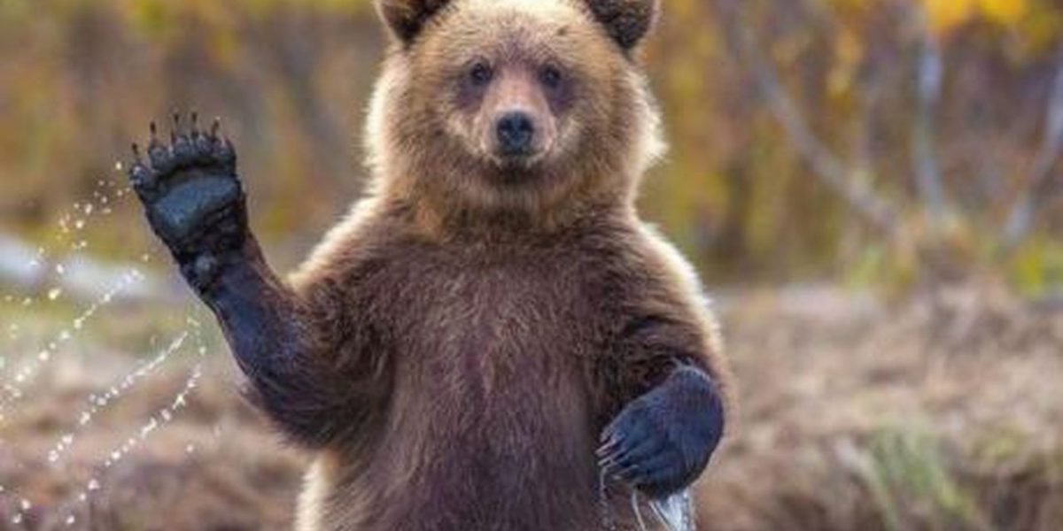 Urșii, vânătoare dublă în România: Legea merge la promulgare, 1.000 de exemplare sacrificate