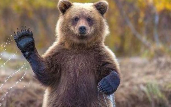 Urșii, vânătoare dublă în România: Legea merge la promulgare, 1.000 de exemplare sacrificate