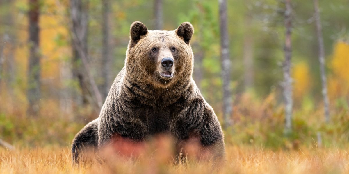 Urși bruni: Aproape 1.000 pot fi vânați. Decizie controversată la Cameră