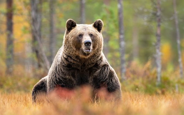 Urși bruni: Aproape 1.000 pot fi vânați. Decizie controversată la Cameră