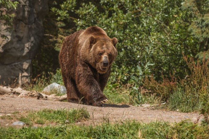 Motociclist, urmărit de urs în Bistrița-Năsăud. Jandarmii au intervenit (VIDEO)