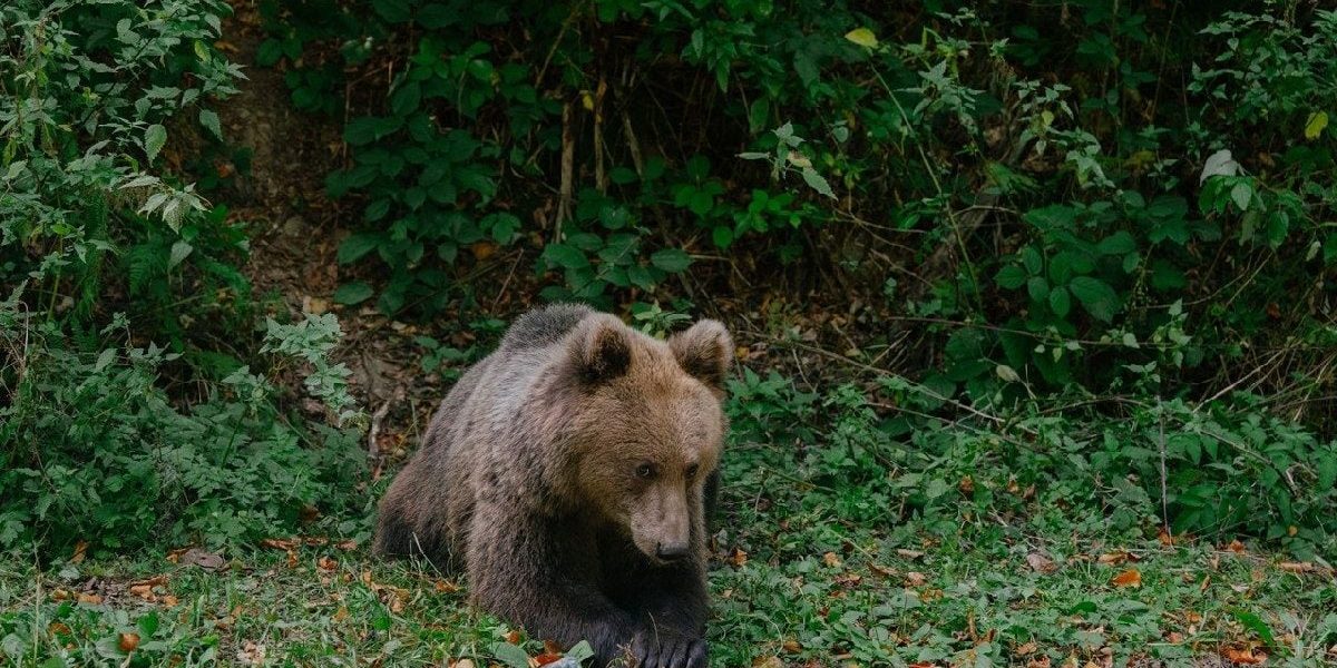 Ursul brun din Brașov, ucis ilegal: Doi vânători, anchetați pentru crimă!