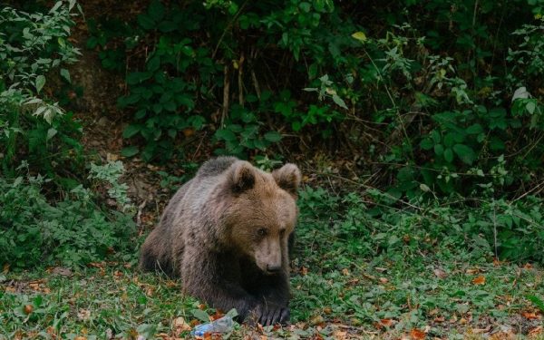 Ursul brun din Brașov, ucis ilegal: Doi vânători, anchetați pentru crimă!