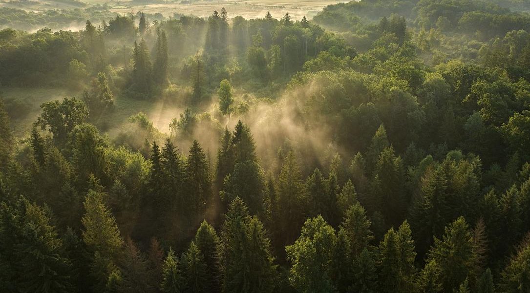 Sunete din pădurile seculare din Vânători NEAMȚ: România pe platforma Earth FM