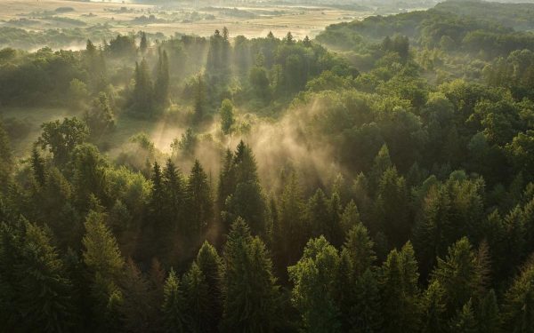 Sunete din pădurile seculare din Vânători NEAMȚ: România pe platforma Earth FM