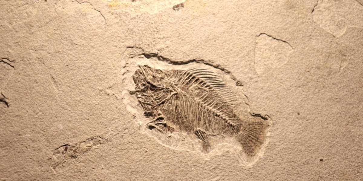 O descoperire recentă în provincia chineză Yunnan schimbă fundamental înțelegerile despre evoluția vieții pe Pământ