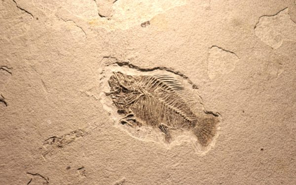 O descoperire recentă în provincia chineză Yunnan schimbă fundamental înțelegerile despre evoluția vieții pe Pământ