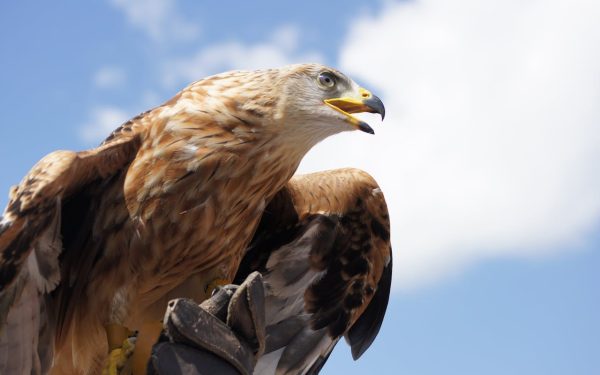 Vulturii aurii, gata să revină în Anglia după 150 de ani