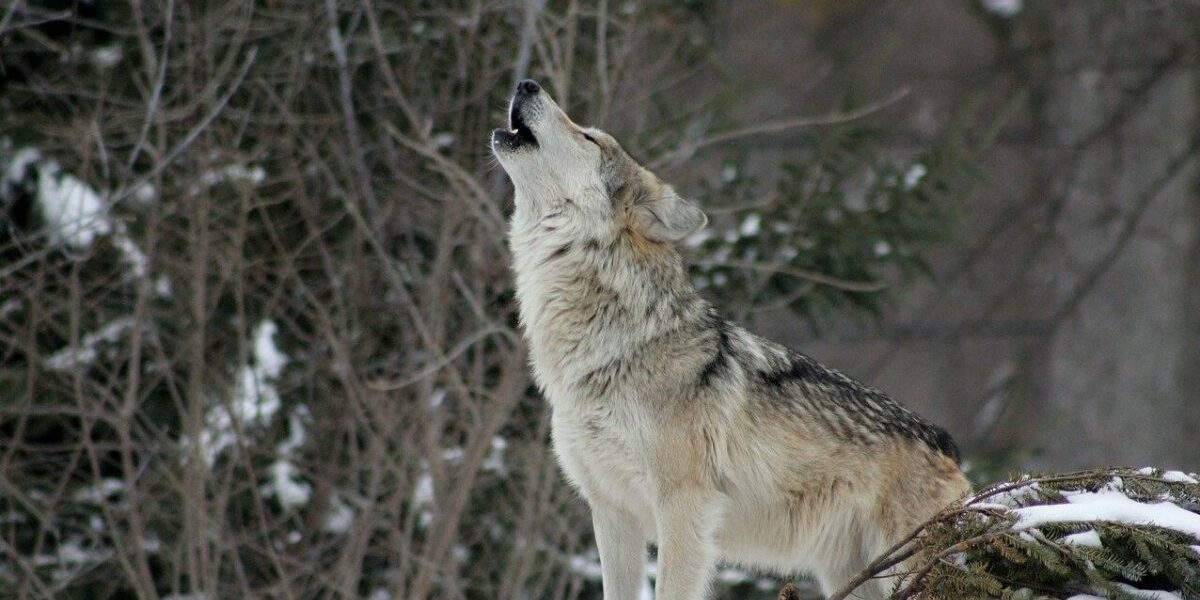 Un lup tânăr a fost eliberat în natură după ce a atacat o femeie în Hamburg, Germania, eveniment care marchează prima astfel de situație în ultimele decenii în această țară
