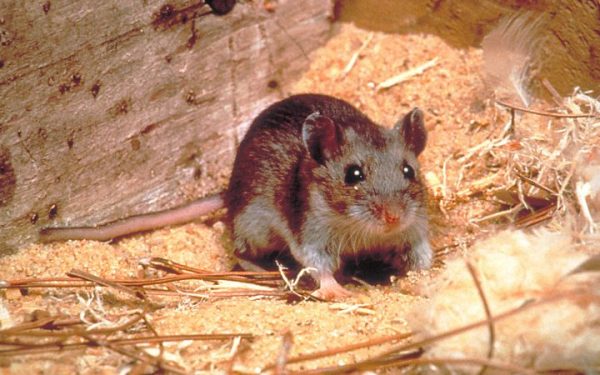 Hantavirus MORTAL în Argentina: Creștere alarmantă, vina e a climei