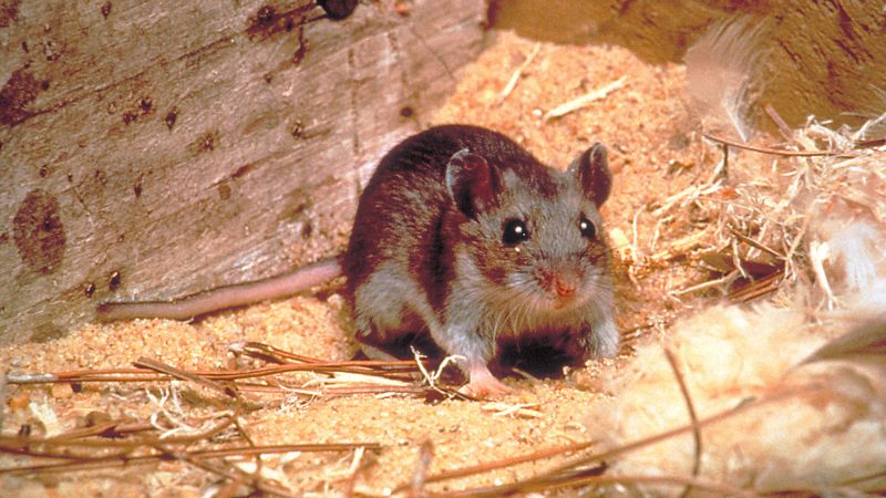 Hantavirus MORTAL în Argentina: Creștere alarmantă, vina e a climei