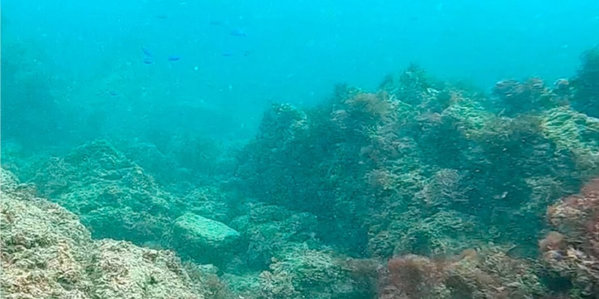 Acidificarea mărilor anihilează viața socială a peștilor de recif