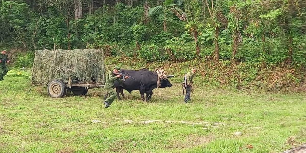 Cuba înarmată: De la bivoli la Kalașnikov, cum se apără de SUA