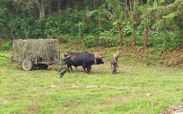 Cuba înarmată: De la bivoli la Kalașnikov, cum se apără de SUA