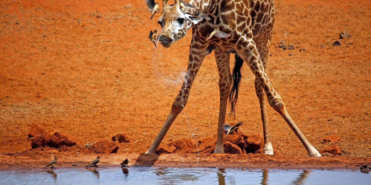 Girafele la naștere: Câți metri ating puii de girafă
