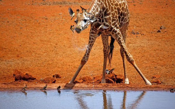 Girafele la naștere: Câți metri ating puii de girafă