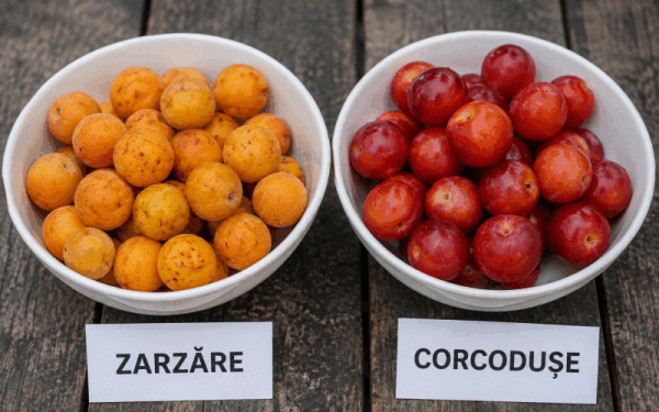 Zarzăre sau corcodușe: Ghid rapid să le deosebești