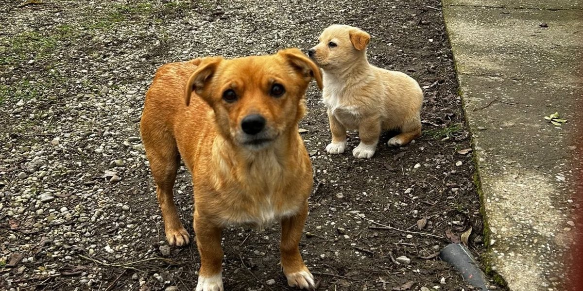 Ilfov: Sterilizări gratuite pentru câini, începând din septembrie