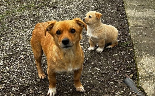 Ilfov: Sterilizări gratuite pentru câini, începând din septembrie