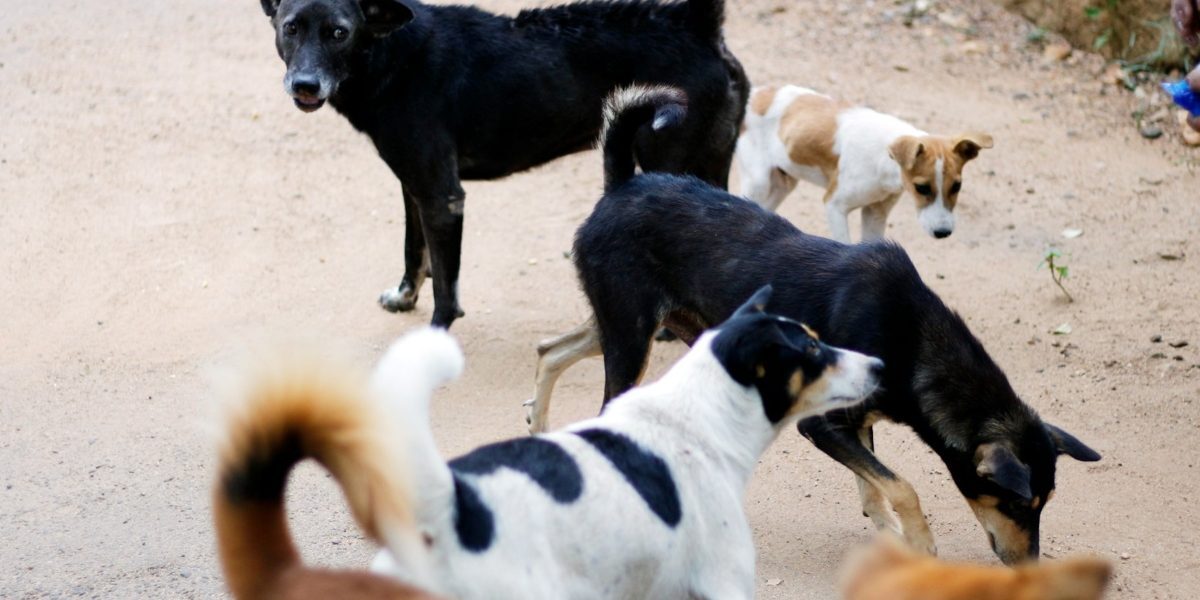 Sectorul 2: Sterilizare și vaccinare animale, sprijin vital