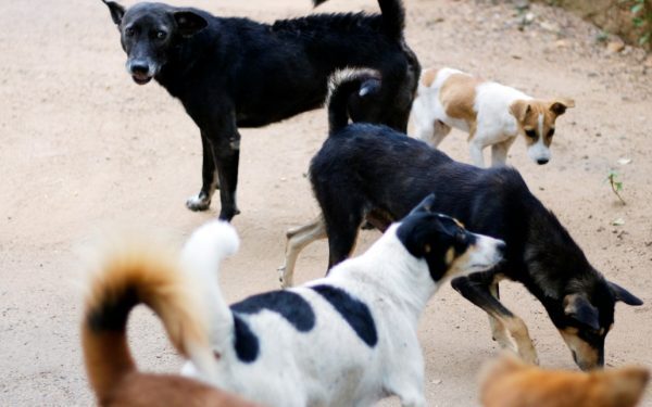 Sectorul 2: Sterilizare și vaccinare animale, sprijin vital