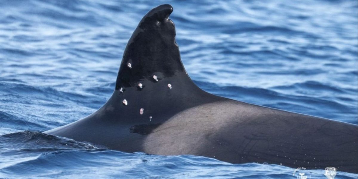 Orcă rănită grav în Gibraltar. Spania anchetează alicele