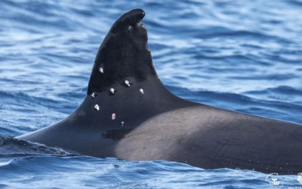Orcă rănită grav în Gibraltar. Spania anchetează alicele