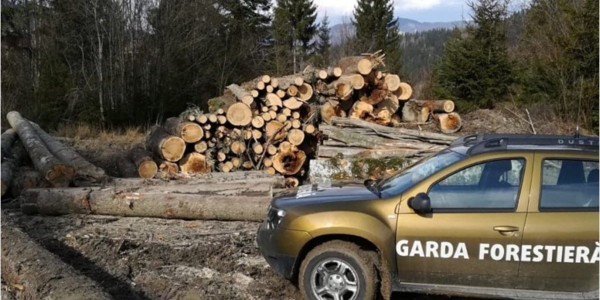 Garda Forestieră, un dezastru de tăieri ilegale, cel mai mare din ultimii ani