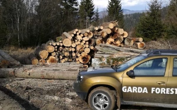 Garda Forestieră, un dezastru de tăieri ilegale, cel mai mare din ultimii ani