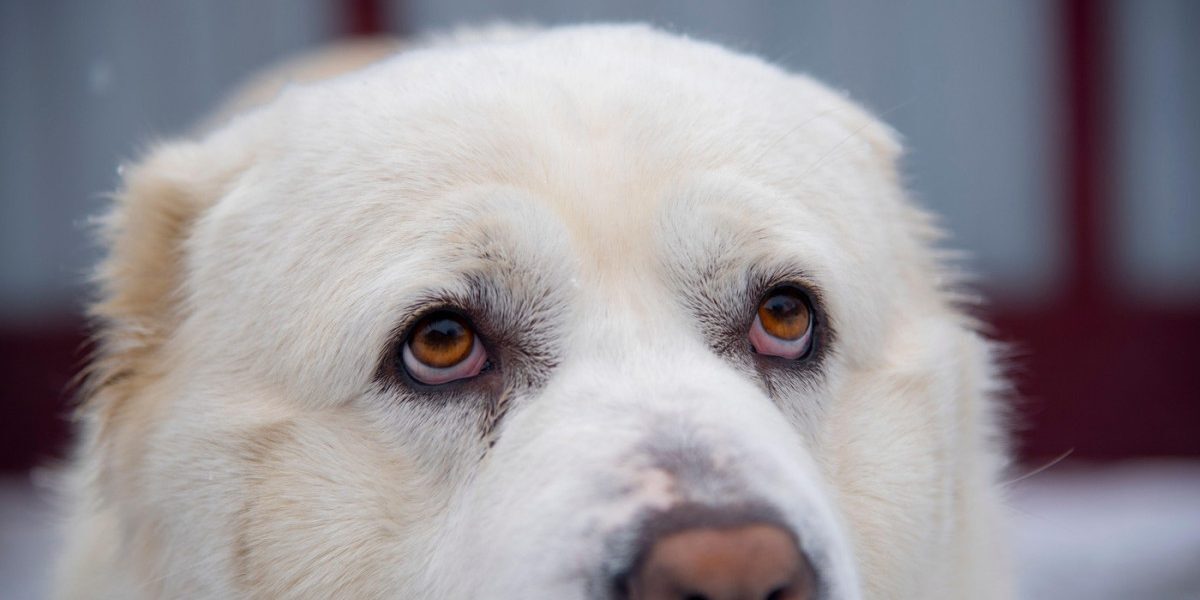 Măcelul câinilor din Suceava: Fiul primăriței, acuzat de uciderea a 600 de animale