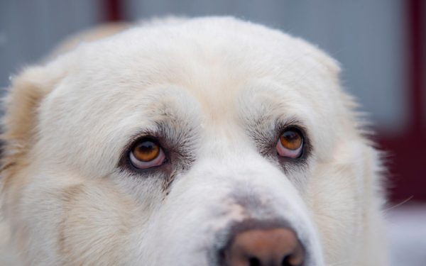 Măcelul câinilor din Suceava: Fiul primăriței, acuzat de uciderea a 600 de animale