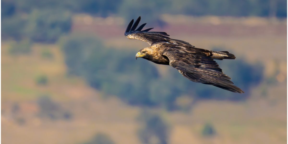 Feliks, acvila imperială, liberă în natură după ce a scăpat de traficanți