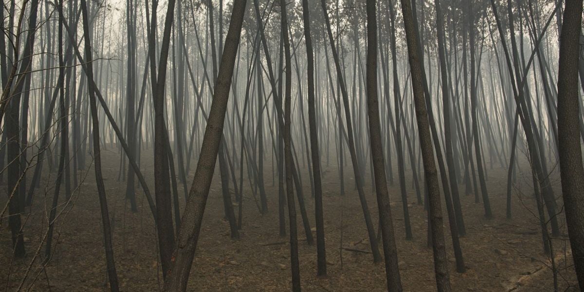 Mega-parc Europa: 30.000 copaci pe 200 hectare cresc minunea verde