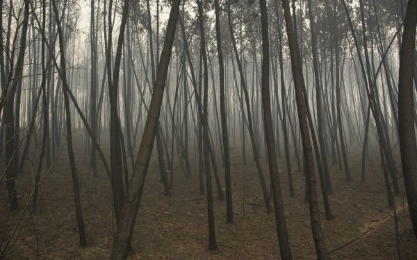 Mega-parc Europa: 30.000 copaci pe 200 hectare cresc minunea verde