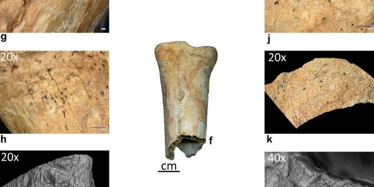 Neanderthalienii, unelte din os: o premieră în România