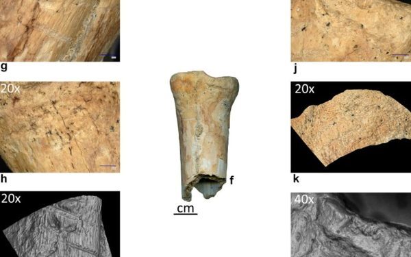 Neanderthalienii, unelte din os: o premieră în România